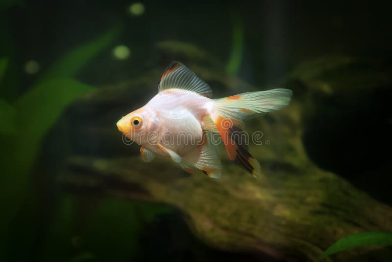 Goldfish eating 01 stock photo. Image of hidden, plant 2329658
