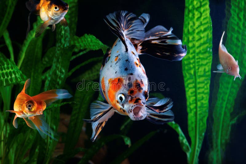 Goldfish, Aquarium, Group of Fish on the Background of Aquatic Plants Stock Image Image of