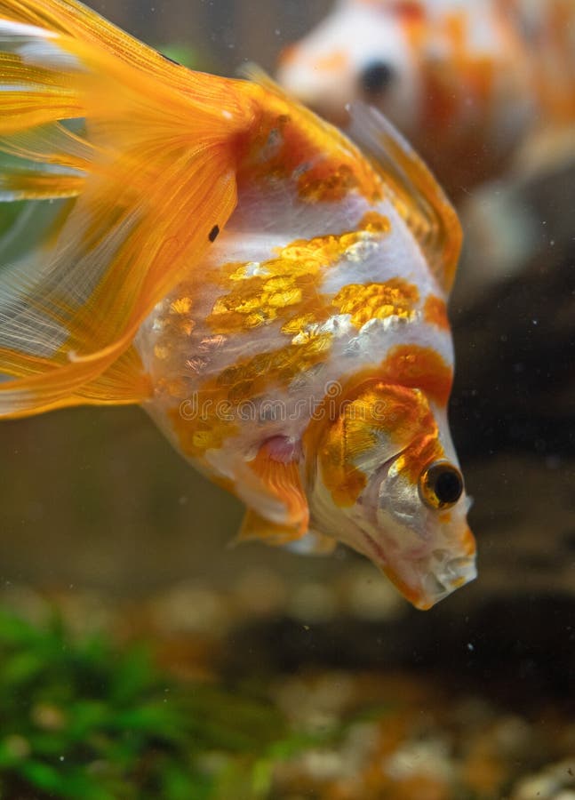 Goldfish eating 01 stock photo. Image of hidden, plant 2329658