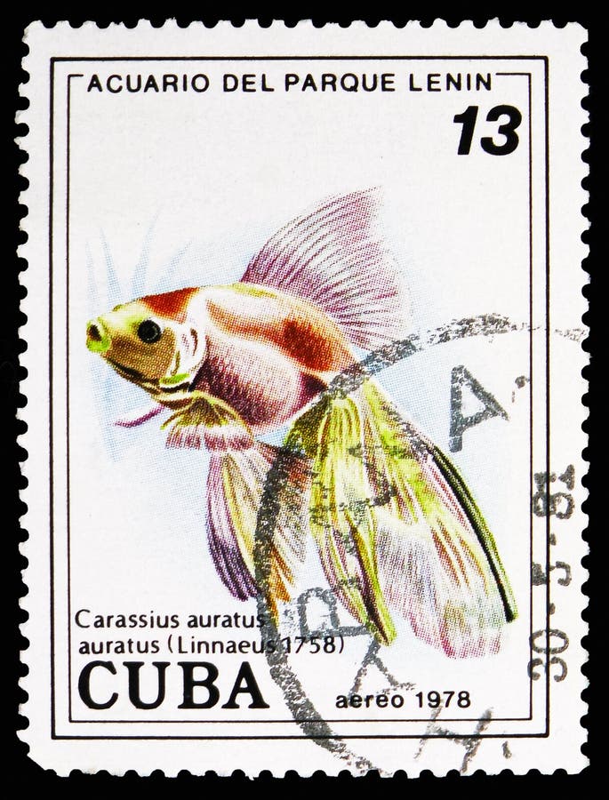 Goldfish (auratus auratus Carassius), ψάρια (στο ενυδρείο πάρκων Λένιν, Αβάνα) serie, circa 1978 απεικόνιση αποθεμάτων Goldfish (auratus auratus Carassius), ψάρια (στο ενυδρείο πάρκων Λένιν, Αβάνα) serie, circa 1978 απεικόνιση αποθεμάτων