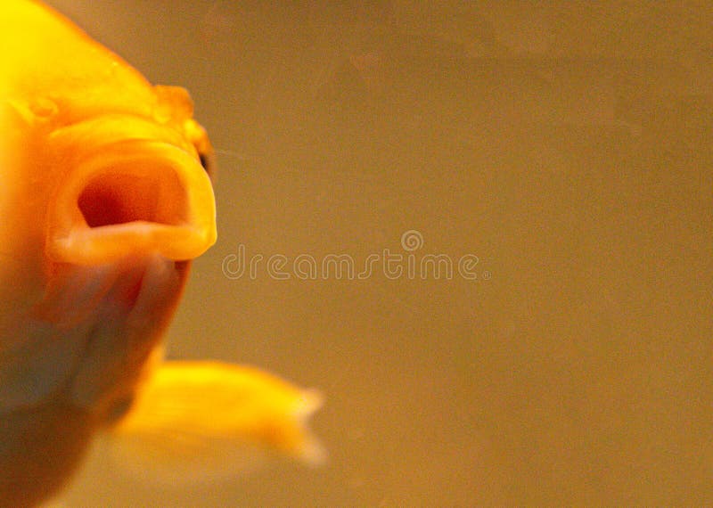 Goldfish Big Gulp stock photo. Image of animal, edit - 221241942