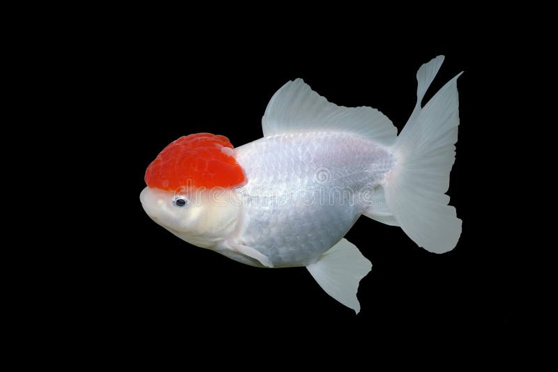Golf Ball Goldfish Pearlscale Stock Photo Image of swimming, marine 79634864
