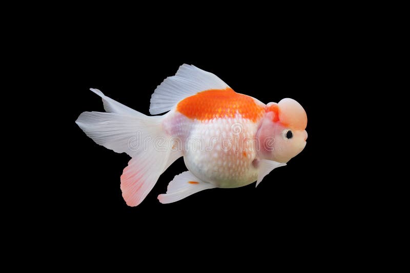Golf Ball Goldfish Pearlscale Stock Photo Image of swimming, marine 79634864