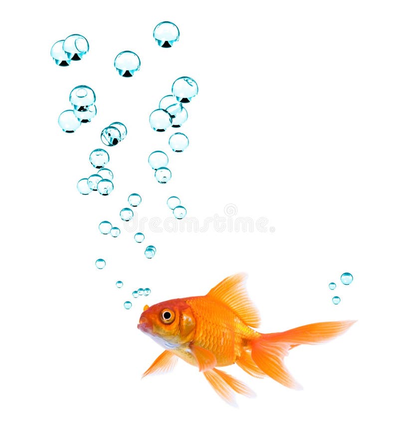 Goldfish And Bubbles