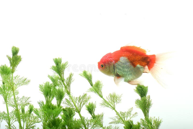 Goldfish carassius auratus background aquatic plants stock image Goldfish carassius auratus background aquatic plants stock image