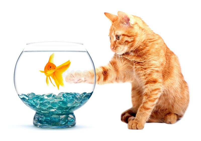 cat goldfish
