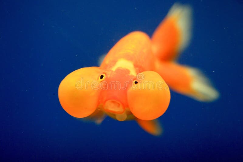 Goldfish closeup