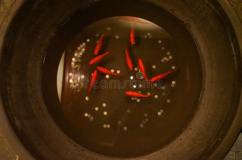 Goldfish Coins in the Wishing Pool Stock Image Image of pool time Goldfish Coins in the Wishing Pool Stock Image Image of pool time