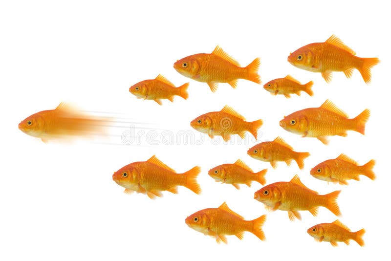 Goldfish davanti al gruppo Goldfish davanti al gruppo