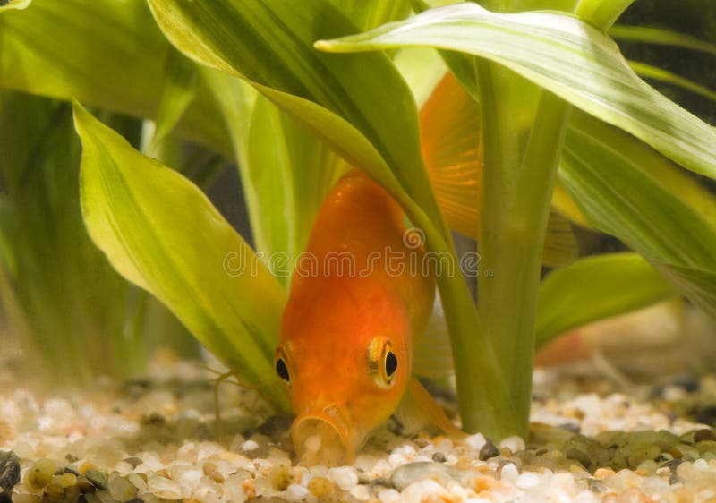 Goldfish eating 01