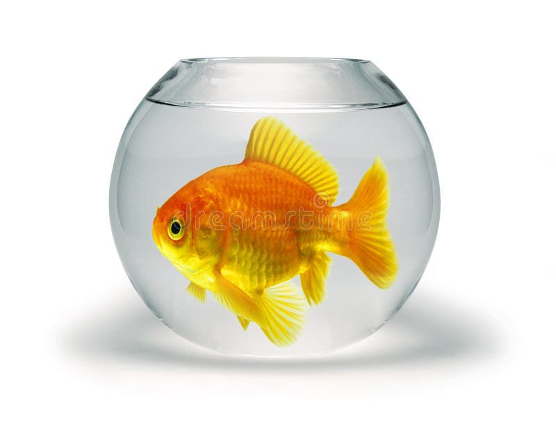 Goldfish en pequeño tazón de fuente imagen de archivo Goldfish en pequeño tazón de fuente imagen de archivo
