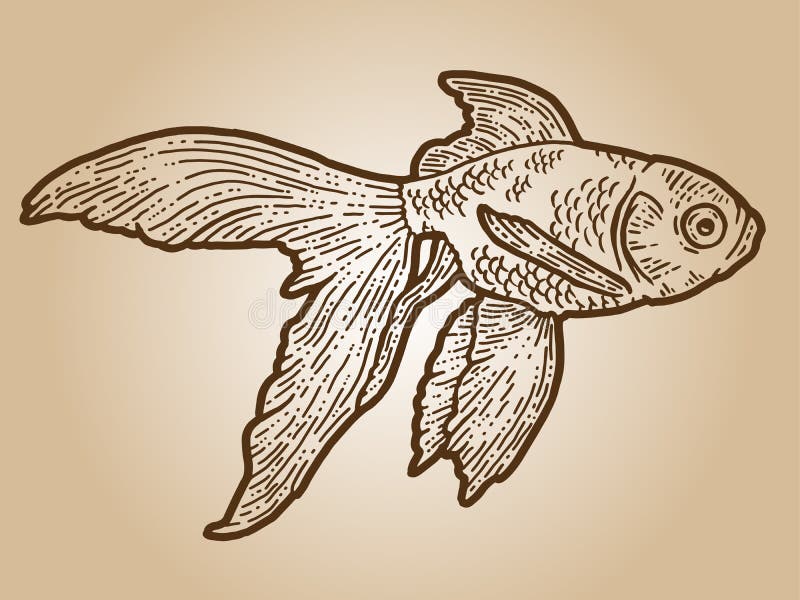 How to Draw a Goldfish Step by Step  EasyLineDrawing