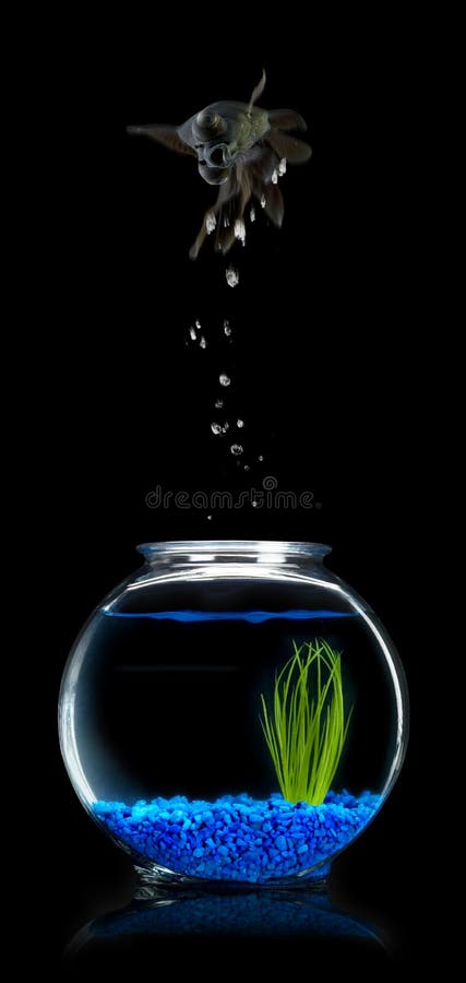 Goldfish Escape royalty free stock photos Goldfish Escape royalty free stock photos