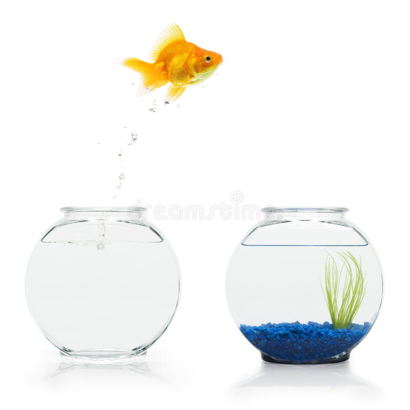 A goldfish leaping from a bare fishbowl to a more decorative one. Contrast enhanced stock images, royalty-free photos and pictures