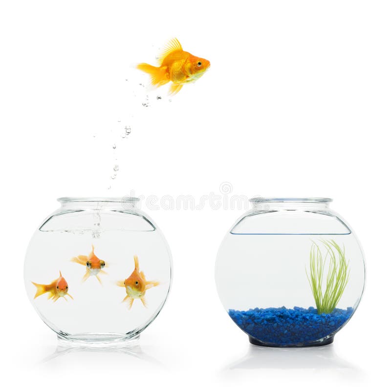 A goldfish leaping from a shared, bare fishbowl to a more decorative one. Contrast enhanced stock images, royalty-free photos and pictures