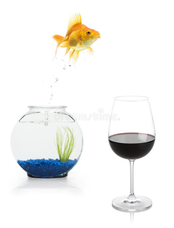 A goldfish leaping from a fishbowl into a glass of red wine. Contrast enhanced stock images, royalty-free photos and pictures