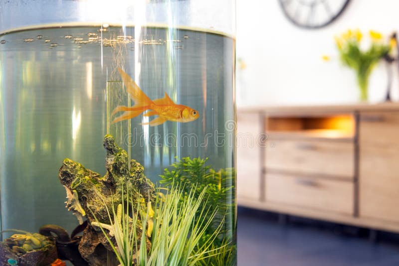 Goldfish in Fish Bowl with Bubbles and Water Pumps in the Tank in the Living Room, Stock Photo - Image of blue, aquarium: 181291380 Goldfish In Fish Bowl With Bubbles And Water Pumps In The Tank In The Living Room, Stock Photo - Image Of Blue, Aquarium: 181291380
