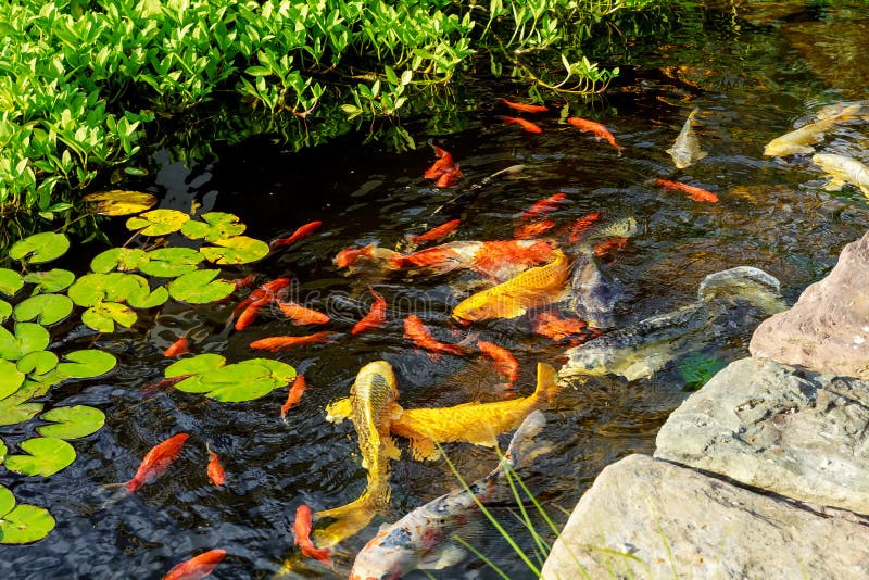 Colorful Decorative Fish Float in an Artificial Pond, View from Above
