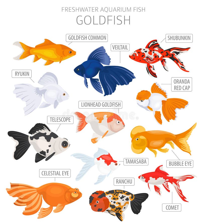 Gold Oranda Goldfish Stock Illustrations 58 Gold Oranda Goldfish Stock Illustrations Vectors Clipart Dreamstime