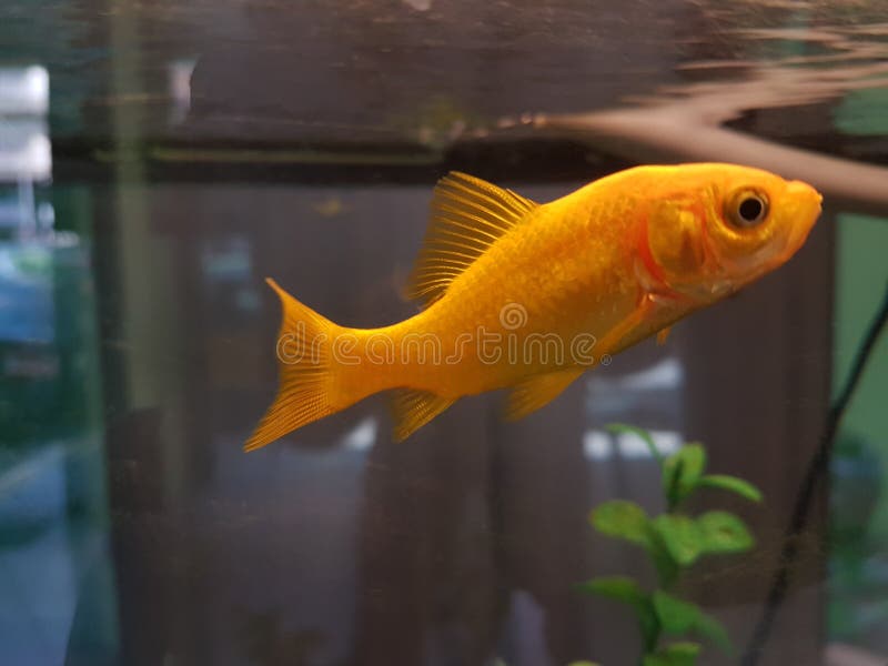 Goldfish in glass aquarium similar to natural enviroment stock photo Goldfish in glass aquarium similar to natural enviroment stock photo