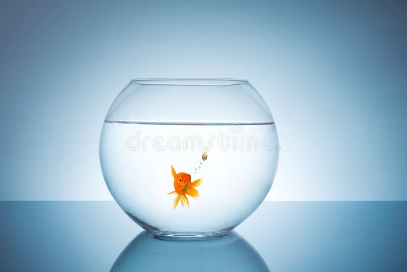 A goldfish with a lightbulb has an idea. Taken in Studio with a 5D mark III. A goldfish with a lightbulb has an idea. Taken in Studio with a 5D mark III