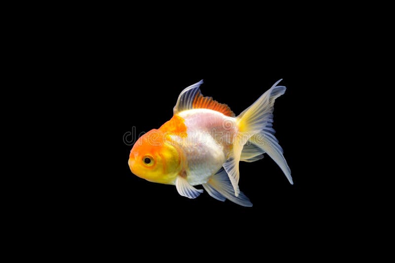 399 Goldenfish Photos Free Royalty Free Stock Photos From Dreamstime