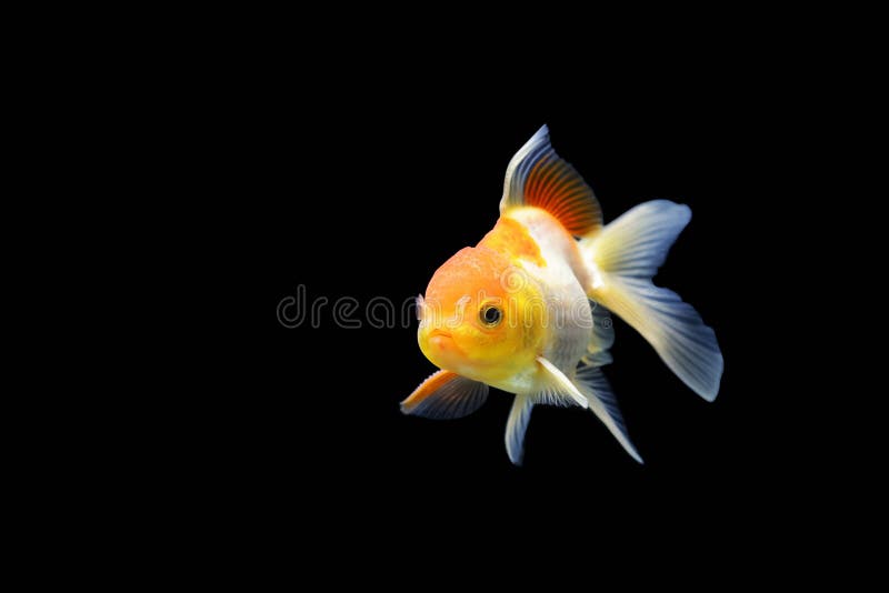 399 Goldenfish Photos Free Royalty Free Stock Photos From Dreamstime