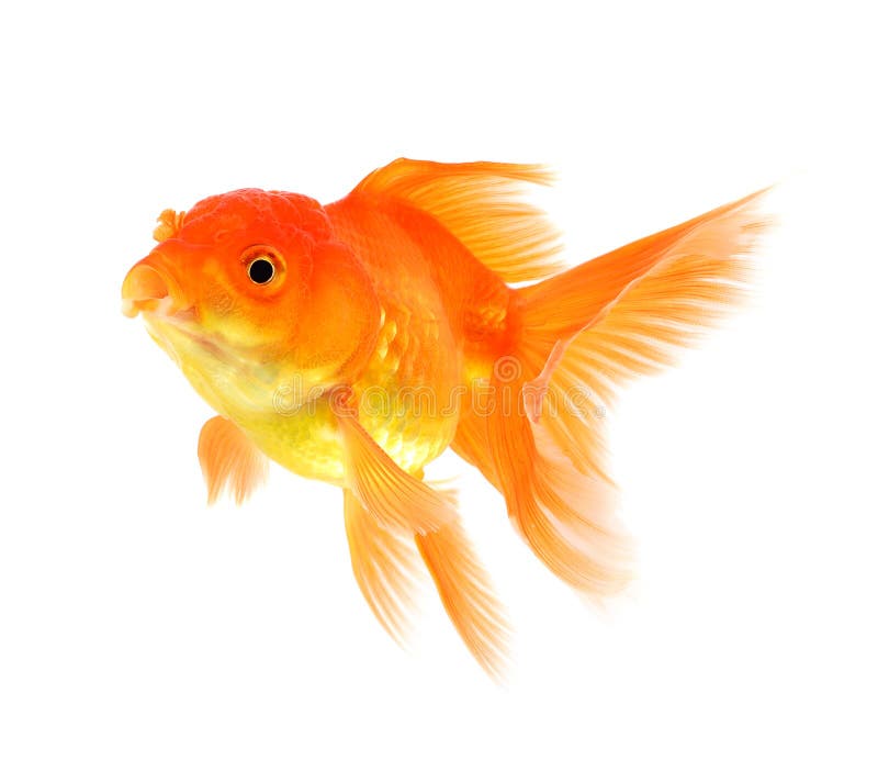 Goldfish stock photo. Image of gill, color, fishtank - 175088208