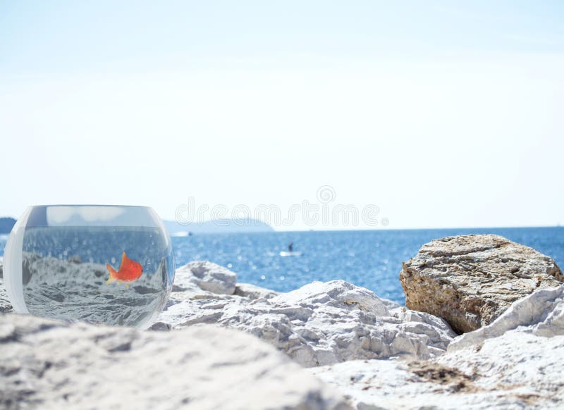 Goldfish in its aquarium on the beach