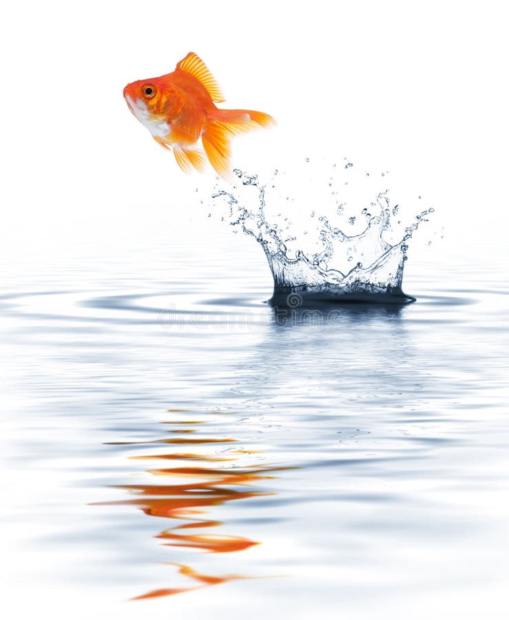 Download Goldfish jumping stock photo. Image of ripple, drop, escaping - 8599898