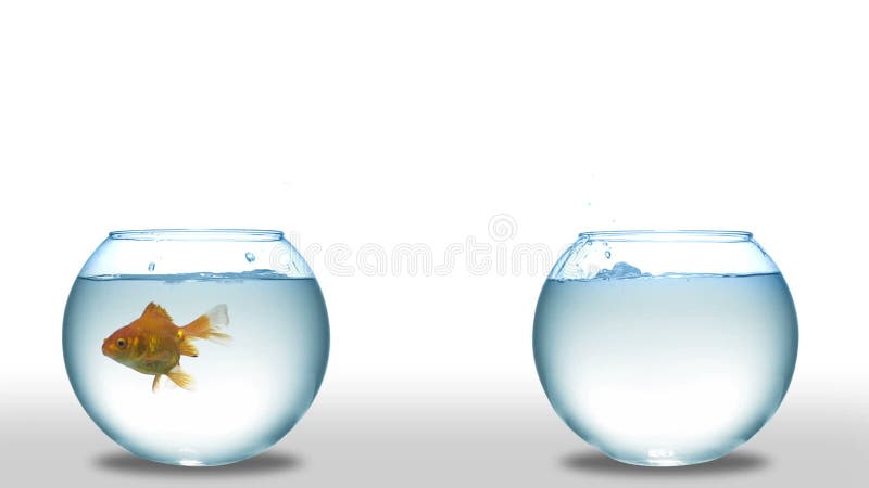 Goldfish jumping from one bowl to another.