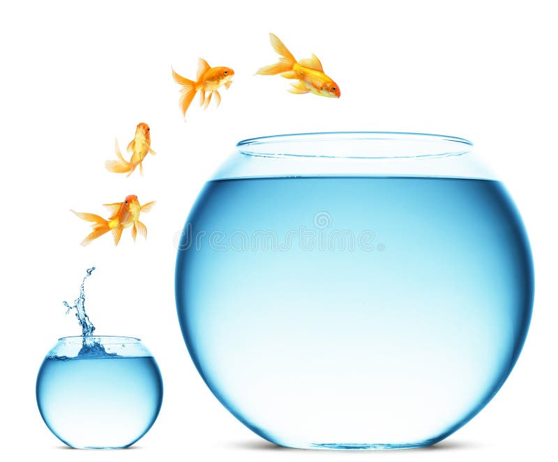 Goldfish jumping out of the water royalty free stock photography Goldfish jumping out of the water royalty free stock photography