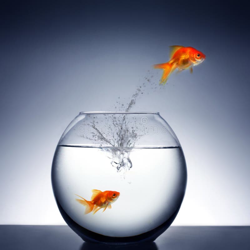 All 104+ Images why do goldfish jump out of water Latest