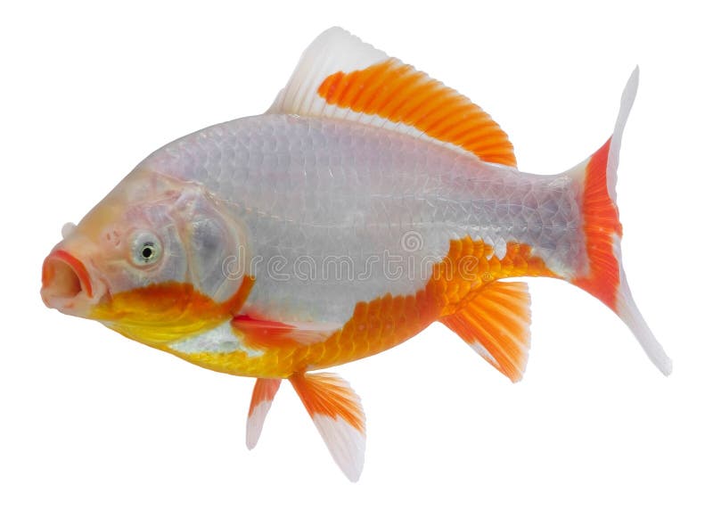 comet goldfish comet goldfish