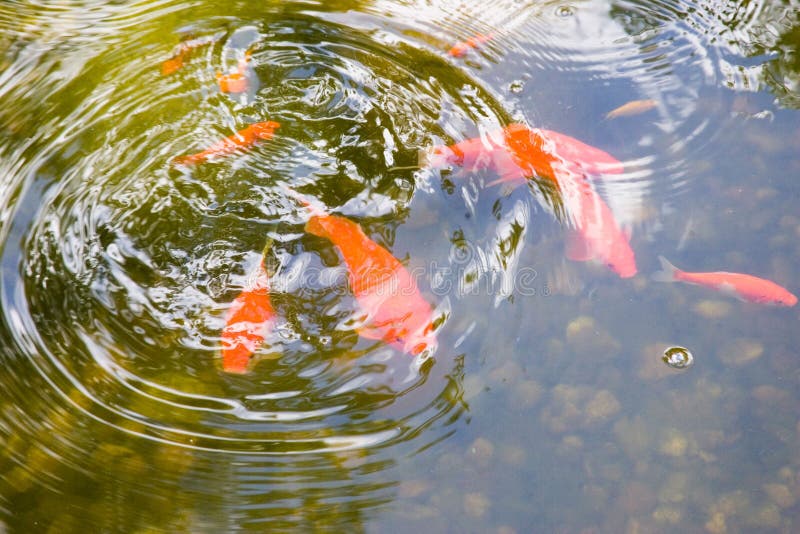 10,943 Goldfish Pond Photos - Free & Royalty-Free Stock Photos from  Dreamstime