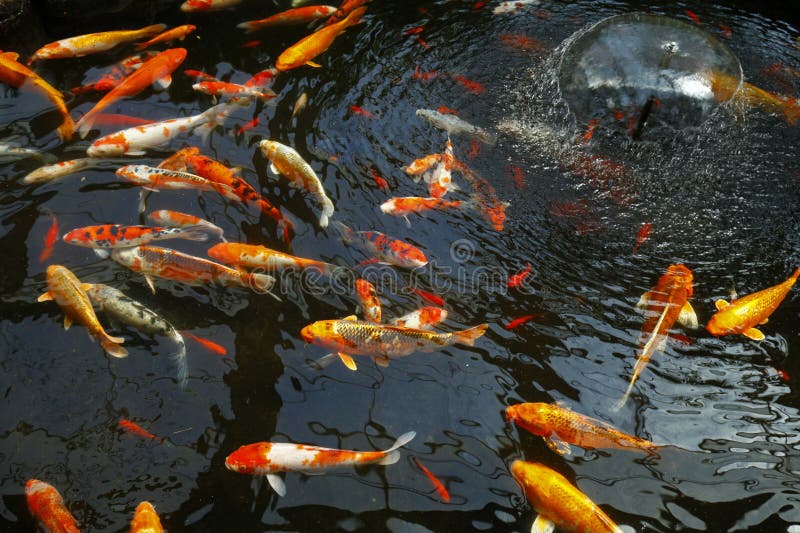Goldfish in the pond stock image. Image of blue, pond 271726711