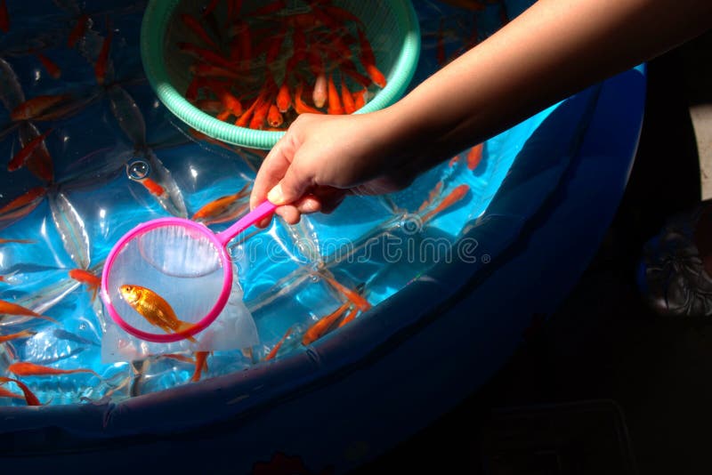 Goldfish Scooping Game Stall Stock Image - Image of scooping, aimed:  114333459