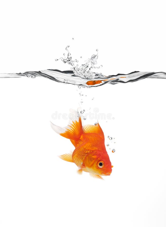 goldfish skacząca woda obrazy stock goldfish skacząca woda obrazy stock