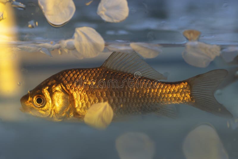 Goldfish in Spring Water and Cherry Petals Stock Photo Image of