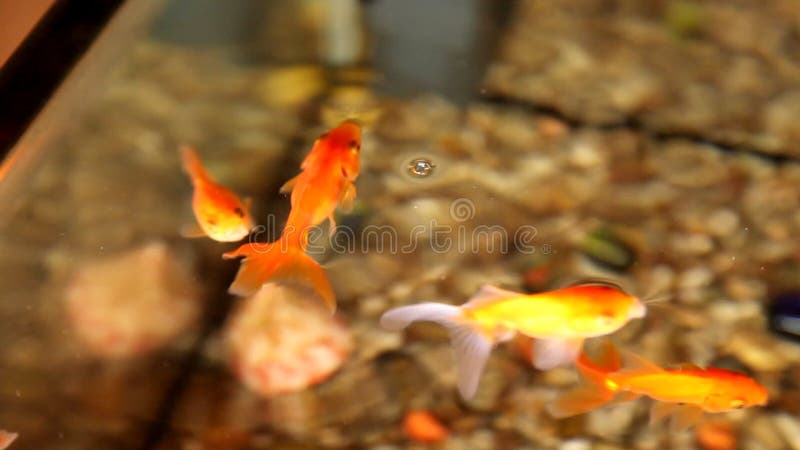 Goldfish swim in an aquarium. Redfish video