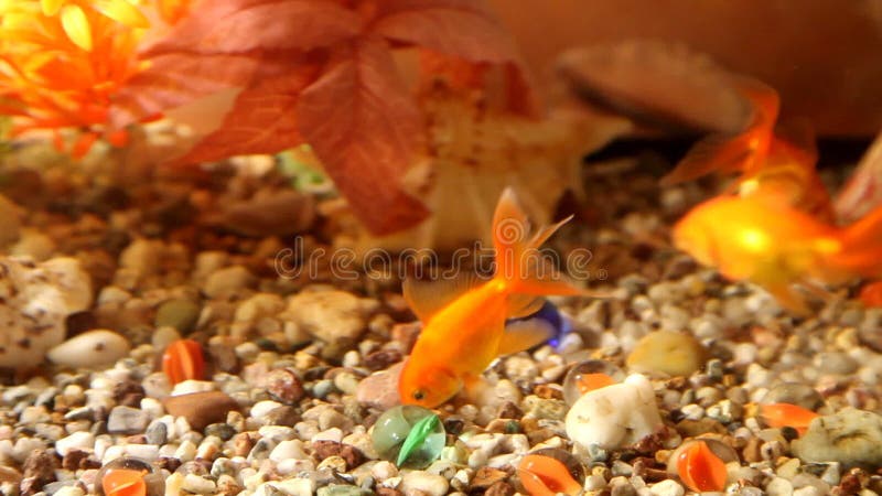 Goldfish swim in an aquarium. Redfish video