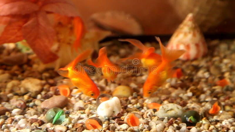 Goldfish swim in an aquarium. Redfish video