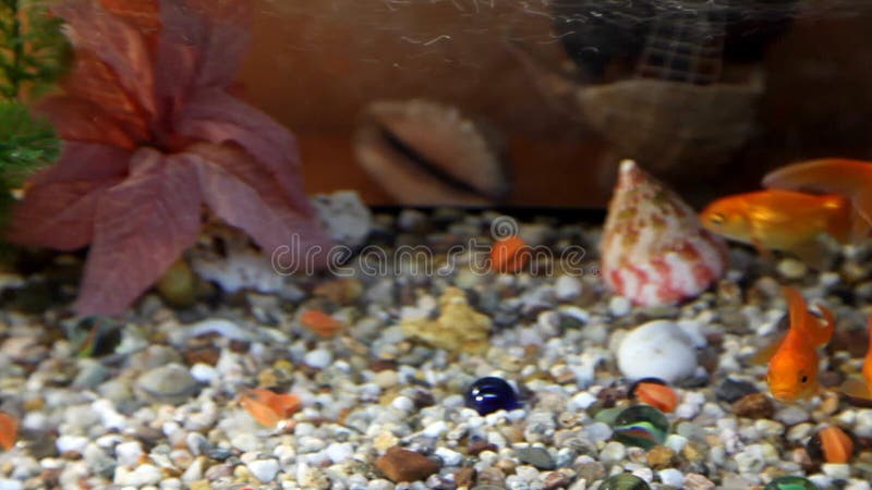 Goldfish swim in an aquarium. Redfish video