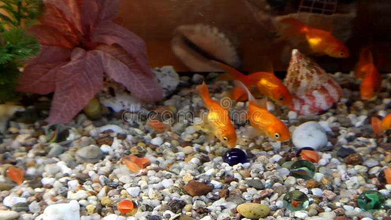 Goldfish swim in an aquarium. Redfish video