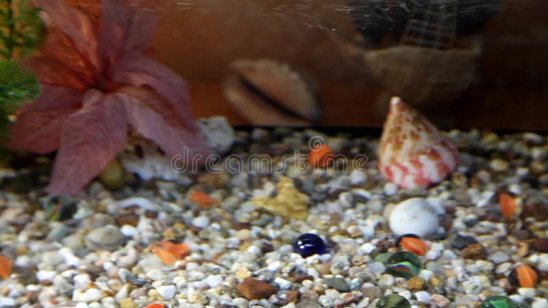 Goldfish swim in an aquarium. Redfish video