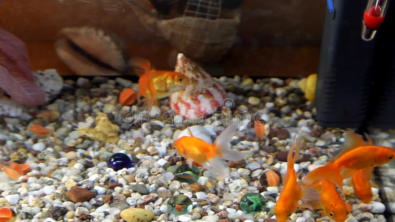 Goldfish swim in an aquarium. Redfish video