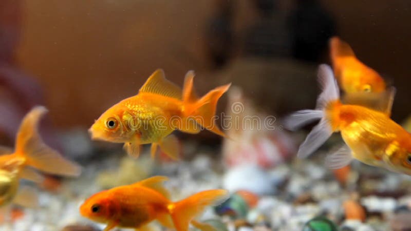 Goldfish swim in an aquarium. Redfish video