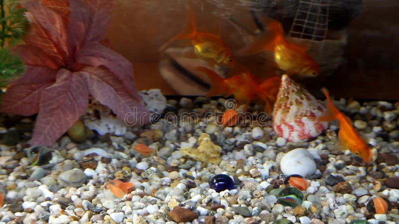 Goldfish swim in an aquarium. Redfish video