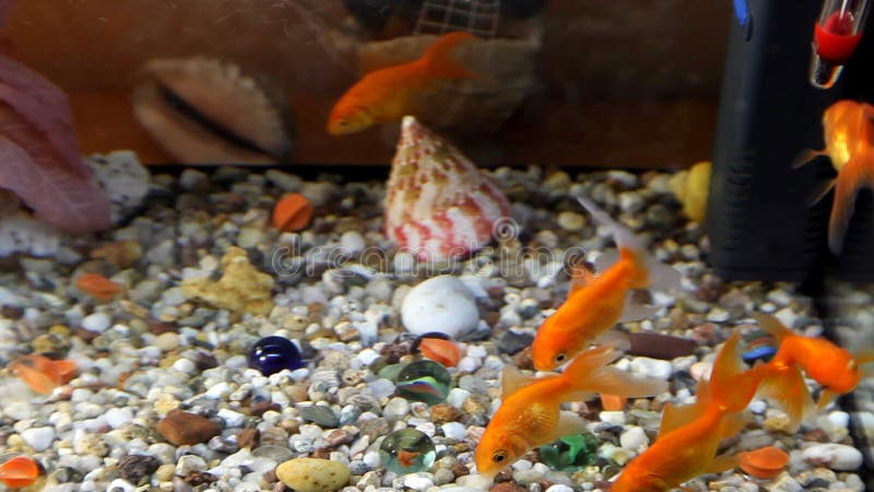 Goldfish swim in an aquarium. Redfish video