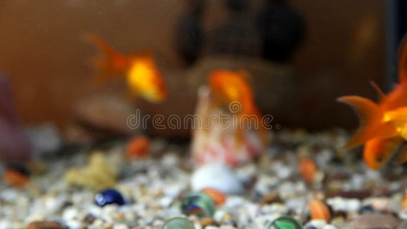 Goldfish swim in an aquarium. Redfish video